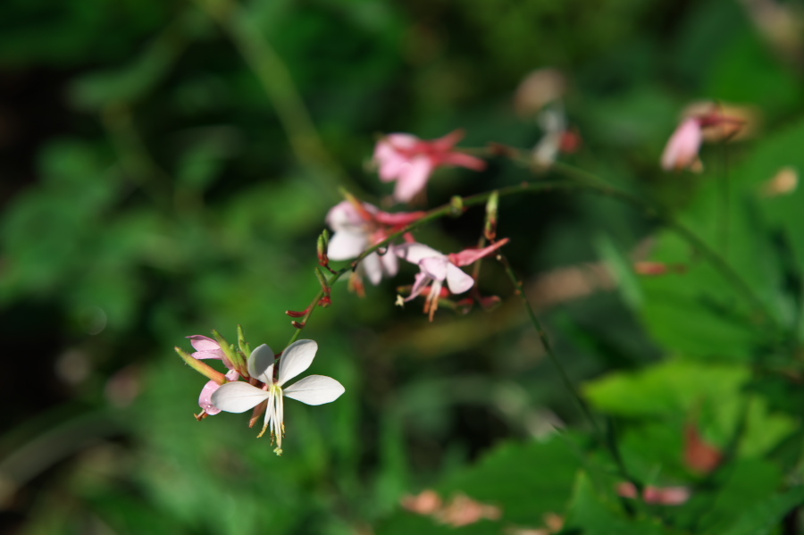 館林 東武トレジャーガーデンの秋薔薇2_a0263109_19361133.jpg
