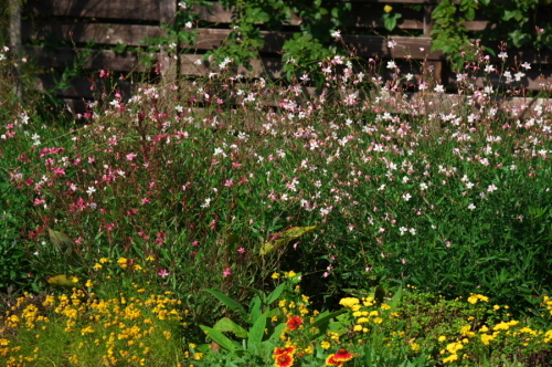 館林 東武トレジャーガーデンの秋薔薇2_a0263109_19364890.jpg