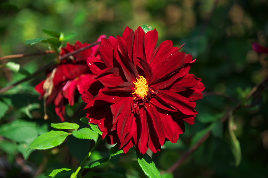 館林 東武トレジャーガーデンの秋薔薇2_a0263109_19364940.jpg