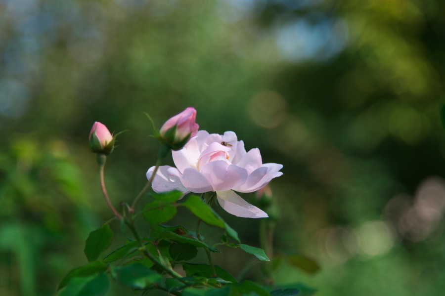 館林 東武トレジャーガーデンの秋薔薇2_a0263109_19364949.jpg