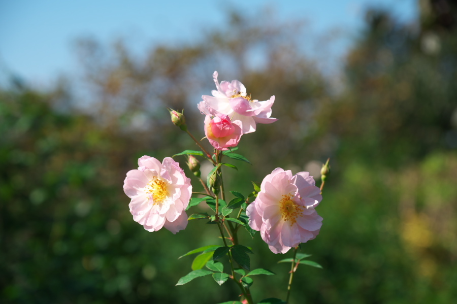 館林 東武トレジャーガーデンの秋薔薇2_a0263109_19364963.jpg