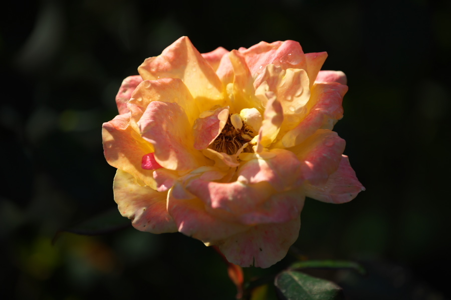 館林 東武トレジャーガーデンの秋薔薇2_a0263109_19371803.jpg