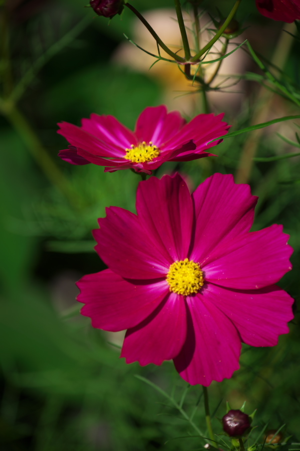 館林 東武トレジャーガーデンの秋薔薇2_a0263109_19371974.jpg