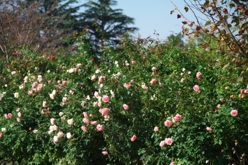 館林 東武トレジャーガーデンの秋薔薇2_a0263109_19371981.jpg