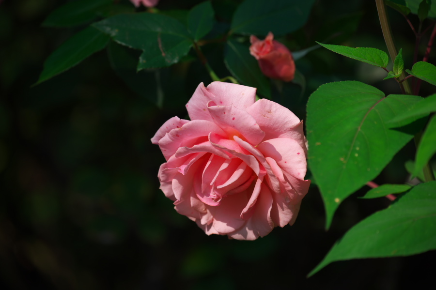館林 東武トレジャーガーデンの秋薔薇3_a0263109_19393539.jpg
