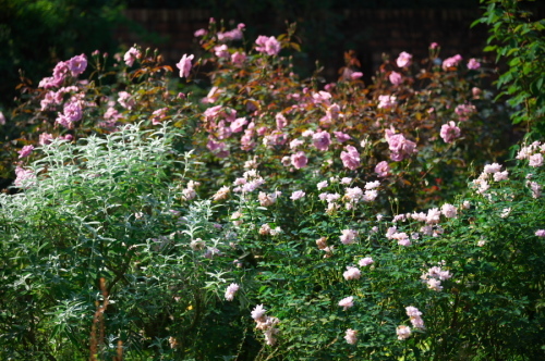館林 東武トレジャーガーデンの秋薔薇3_a0263109_19393558.jpg