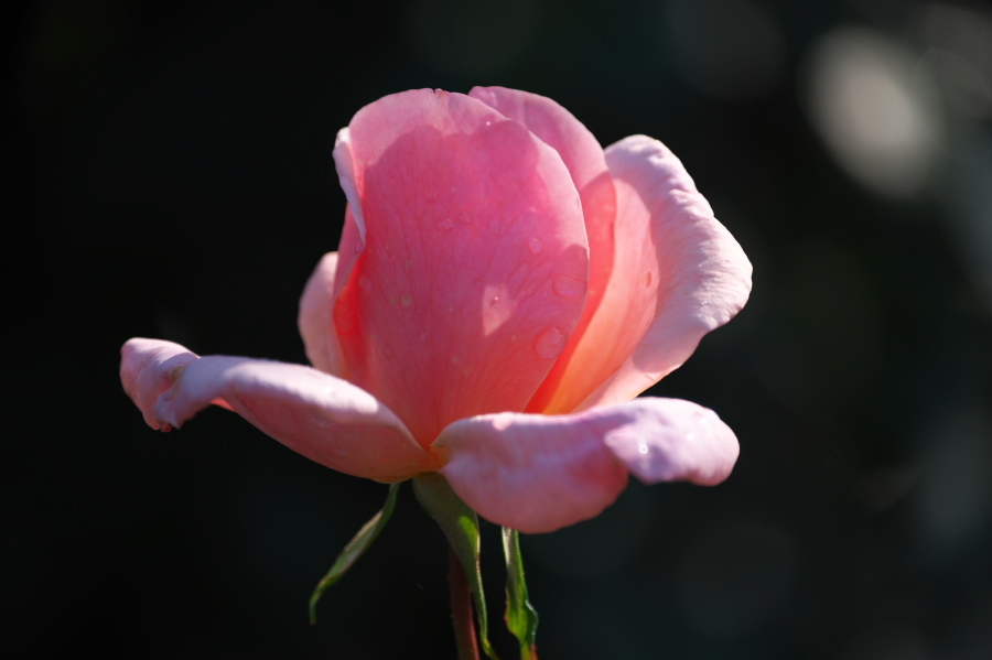 館林 東武トレジャーガーデンの秋薔薇3_a0263109_19393598.jpg