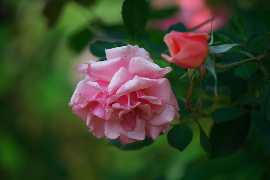 館林 東武トレジャーガーデンの秋薔薇3_a0263109_19401944.jpg
