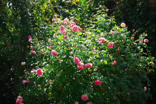 館林 東武トレジャーガーデンの秋薔薇3_a0263109_19403801.jpg