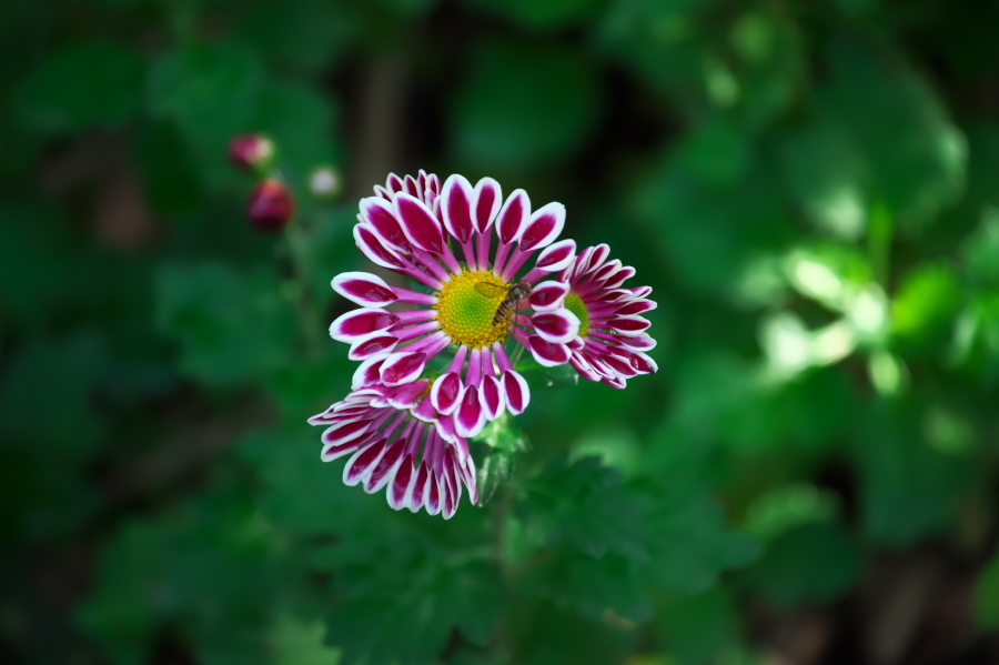 館林 東武トレジャーガーデンの秋薔薇3_a0263109_19403935.jpg