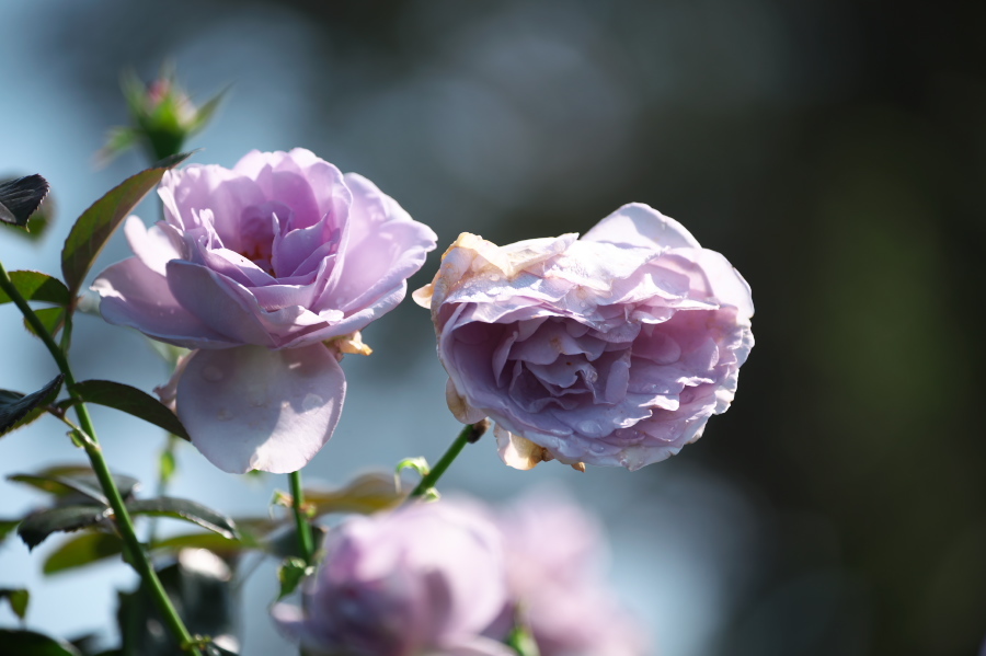 館林 東武トレジャーガーデンの秋薔薇3_a0263109_19403981.jpg
