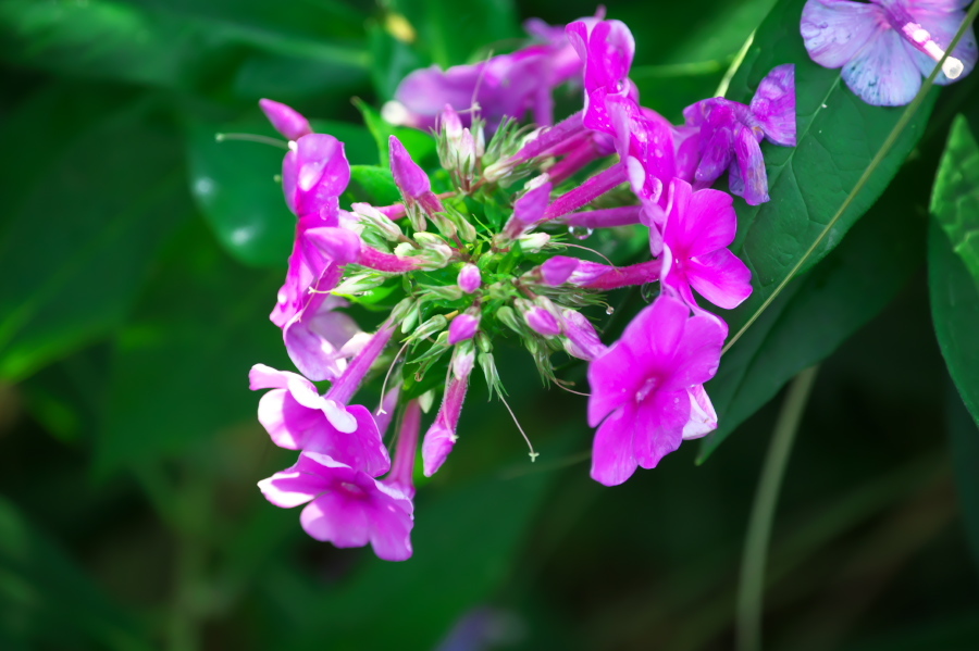 館林 東武トレジャーガーデンの秋薔薇3_a0263109_19404090.jpg