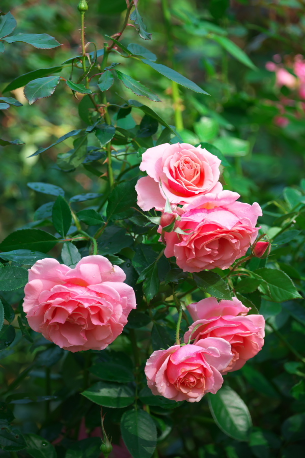 館林 東武トレジャーガーデンの秋薔薇3_a0263109_19410273.jpg