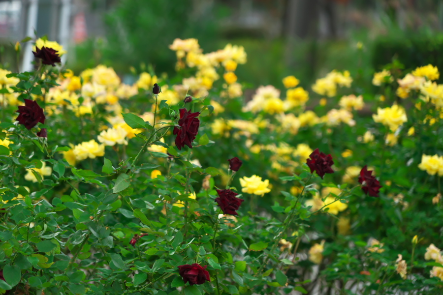 伊奈町 伊奈町町制施行記念公園の秋薔薇3_a0263109_20043325.jpg