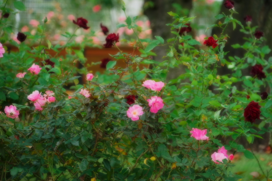 伊奈町 伊奈町町制施行記念公園の秋薔薇3_a0263109_20043328.jpg