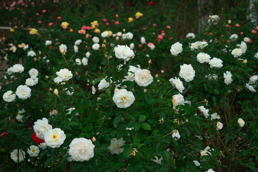 伊奈町 伊奈町町制施行記念公園の秋薔薇3_a0263109_20043444.jpg
