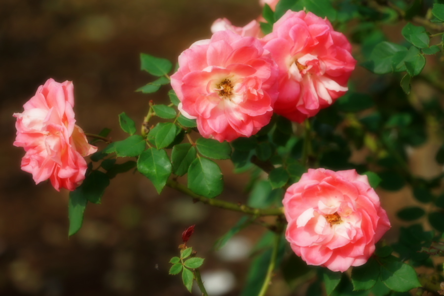 伊奈町 伊奈町町制施行記念公園の秋薔薇2_a0263109_20203500.jpg
