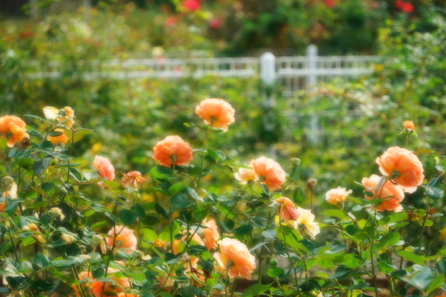 伊奈町 伊奈町町制施行記念公園の秋薔薇2_a0263109_20203521.jpg