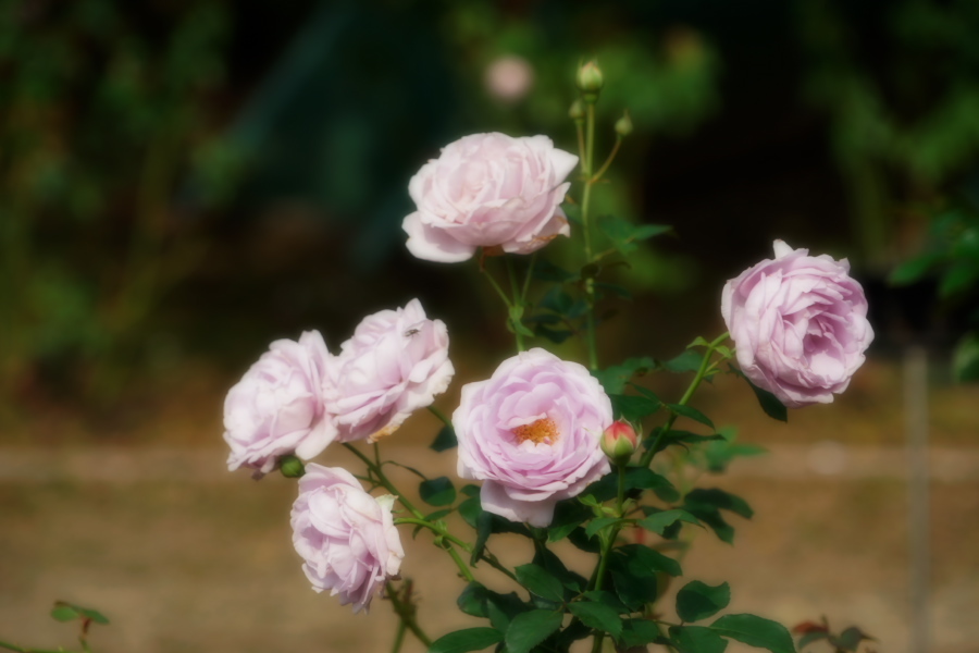 伊奈町 伊奈町町制施行記念公園の秋薔薇2_a0263109_20203553.jpg