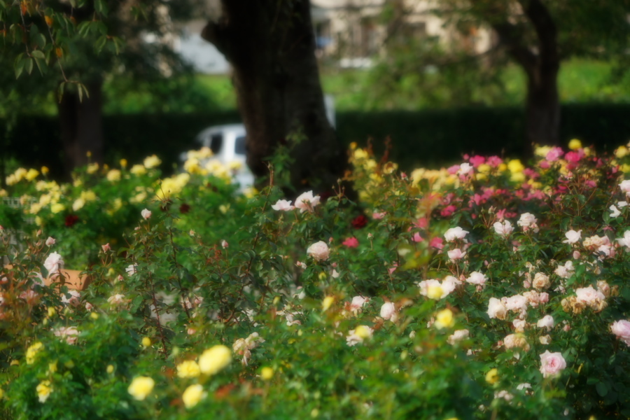 伊奈町 伊奈町町制施行記念公園の秋薔薇2_a0263109_20203558.jpg