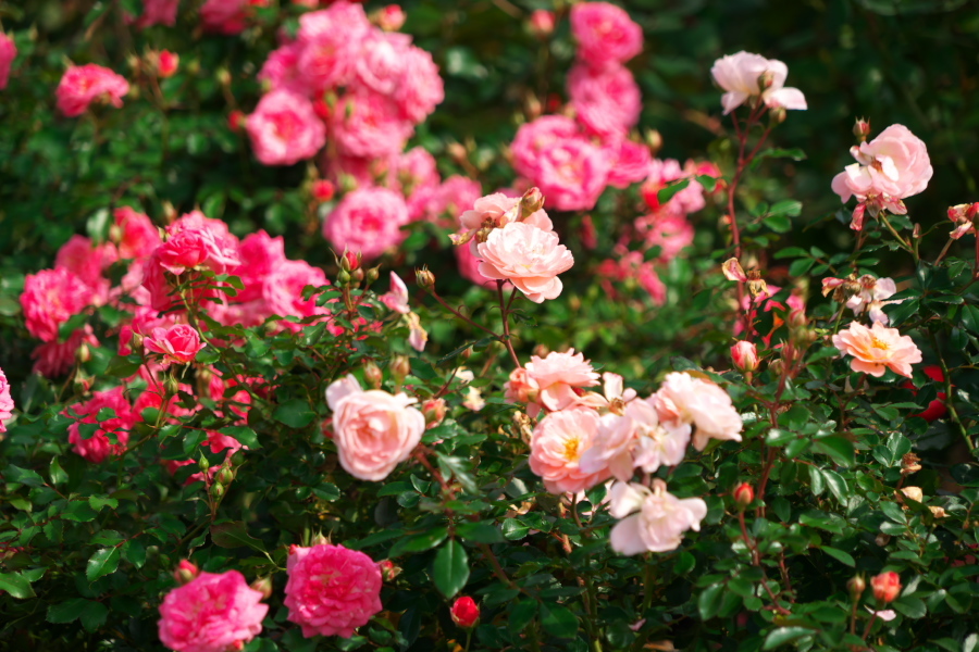伊奈町 伊奈町町制施行記念公園の秋薔薇2_a0263109_20203612.jpg