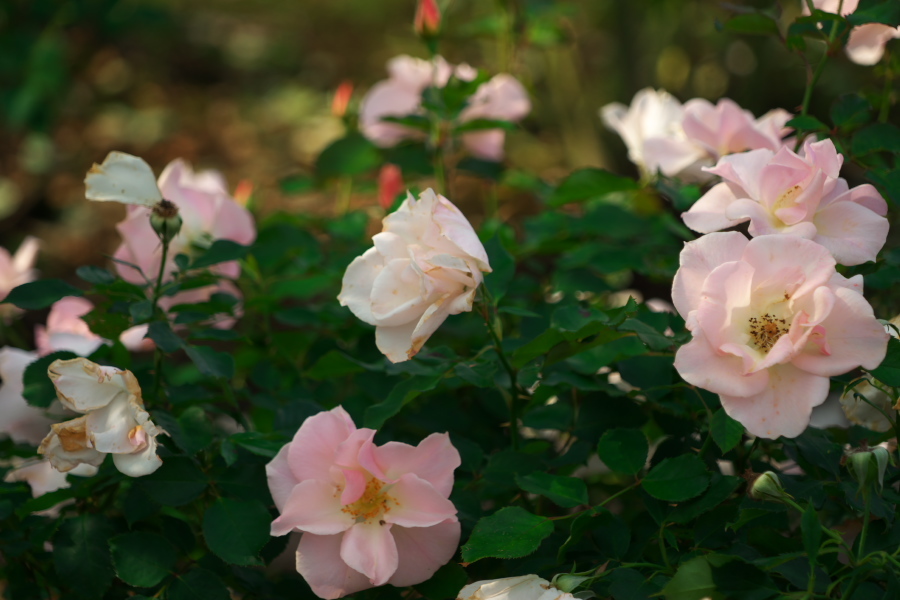 伊奈町 伊奈町町制施行記念公園の秋薔薇2_a0263109_20203623.jpg