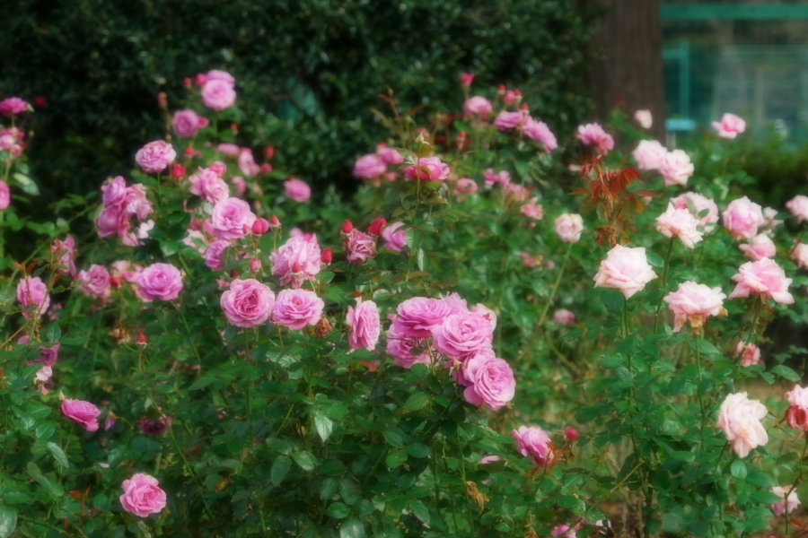 伊奈町 伊奈町町制施行記念公園の秋薔薇2_a0263109_20203652.jpg