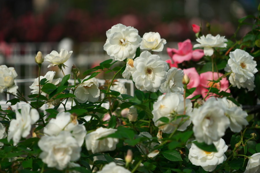 伊奈町 伊奈町町制施行記念公園の秋薔薇2_a0263109_20211921.jpg