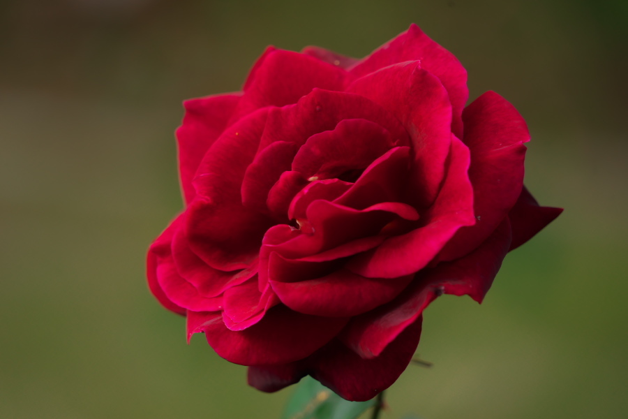 伊奈町 伊奈町町制施行記念公園の秋薔薇2_a0263109_20220310.jpg