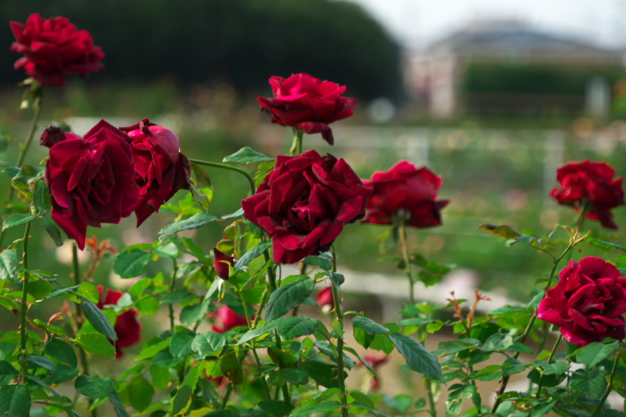 伊奈町 伊奈町町制施行記念公園の秋薔薇2_a0263109_20220328.jpg