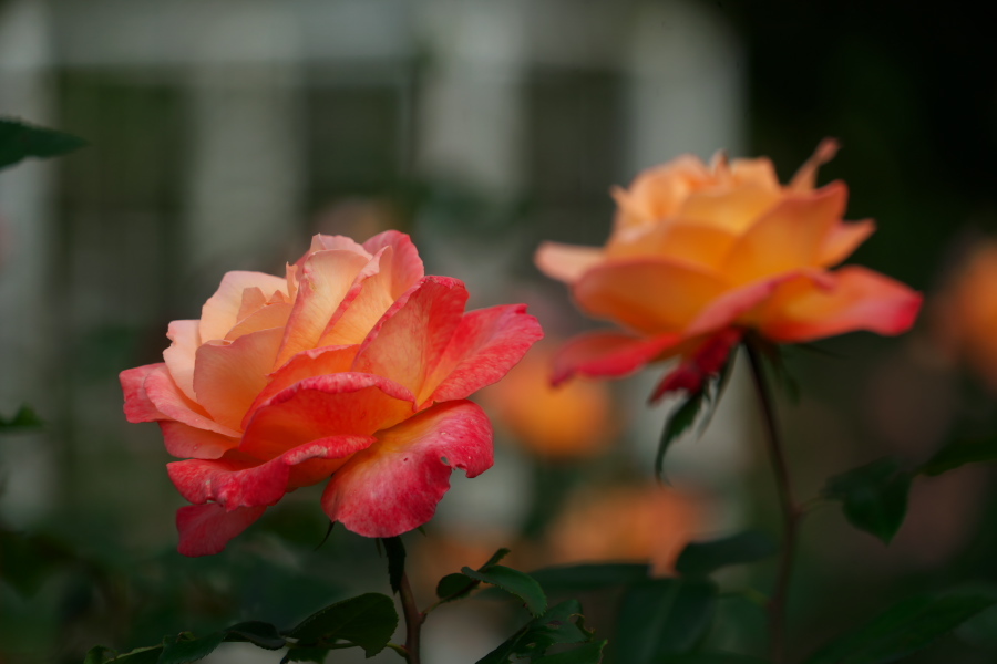 伊奈町 伊奈町町制施行記念公園の秋薔薇2_a0263109_20220427.jpg