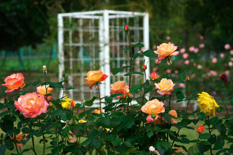 伊奈町 伊奈町町制施行記念公園の秋薔薇2_a0263109_20220436.jpg
