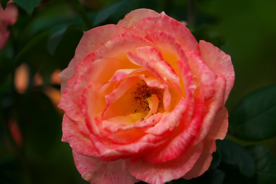 伊奈町 伊奈町町制施行記念公園の秋薔薇2_a0263109_20220464.jpg
