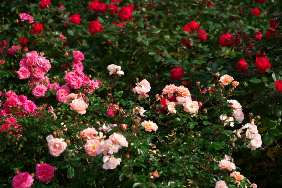 伊奈町 伊奈町町制施行記念公園の秋薔薇2_a0263109_20220477.jpg