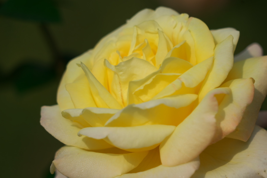 伊奈町 伊奈町町制施行記念公園の秋薔薇2_a0263109_20220479.jpg