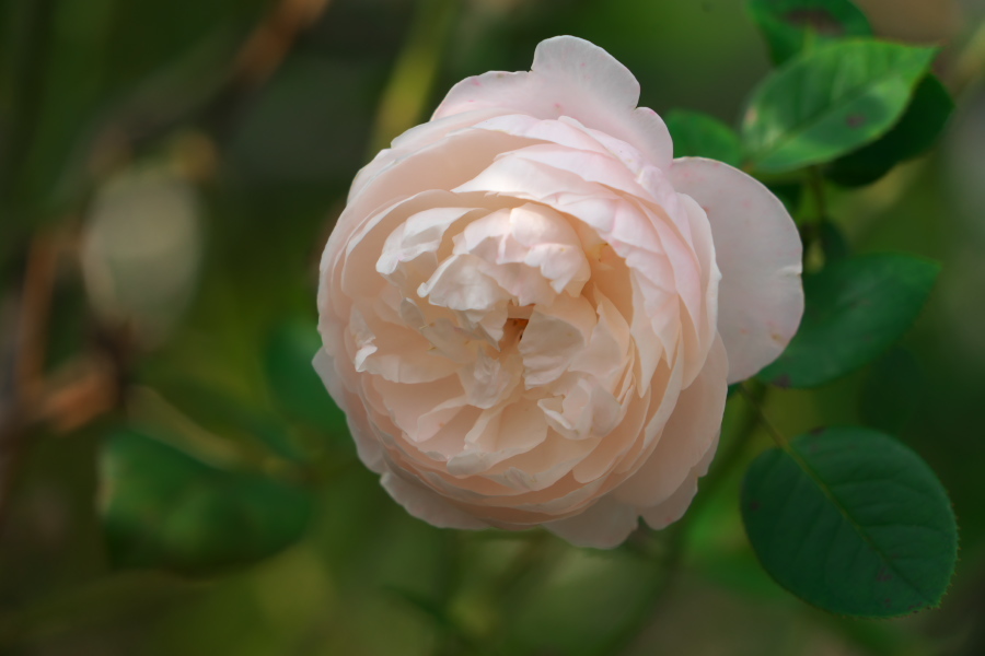 伊奈町 伊奈町町制施行記念公園の秋薔薇2_a0263109_20225261.jpg