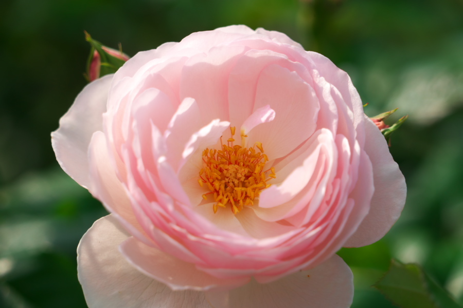 伊奈町 伊奈町町制施行記念公園の秋薔薇2_a0263109_20225276.jpg