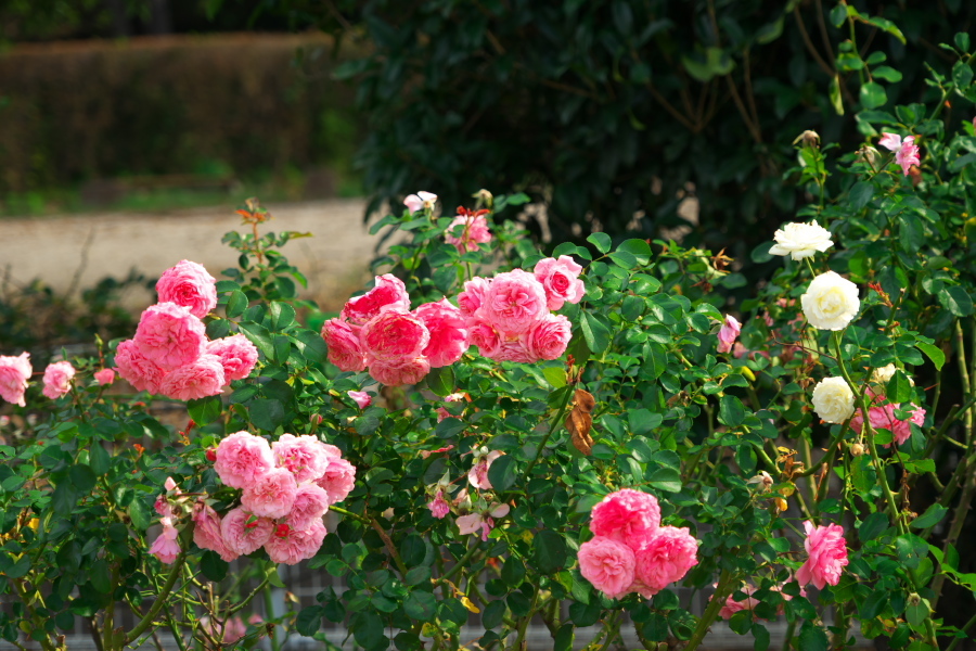 伊奈町 伊奈町町制施行記念公園の秋薔薇2_a0263109_20225351.jpg