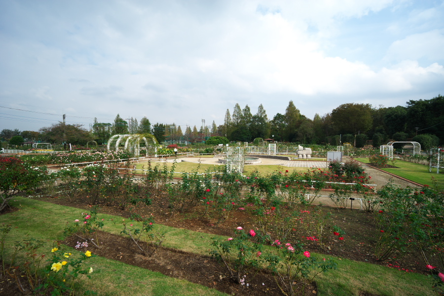 伊奈町 伊奈町町制施行記念公園の秋薔薇3_a0263109_20242702.jpg