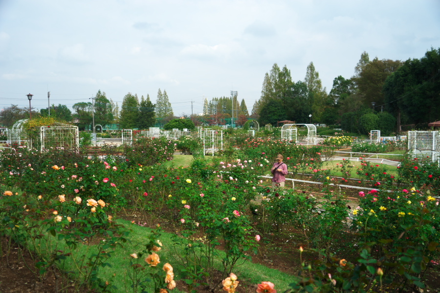 伊奈町 伊奈町町制施行記念公園の秋薔薇3_a0263109_20242753.jpg