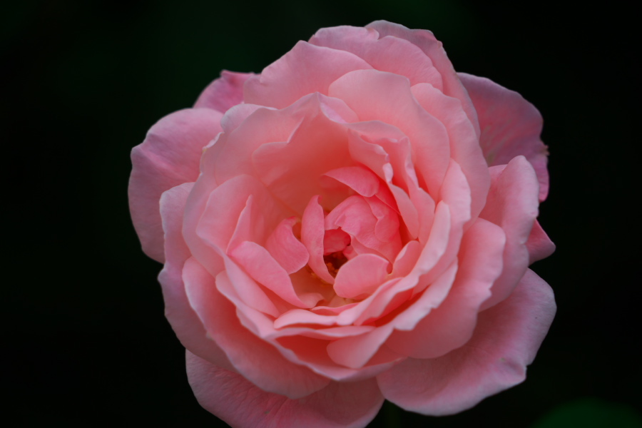 伊奈町 伊奈町町制施行記念公園の秋薔薇3_a0263109_20242756.jpg