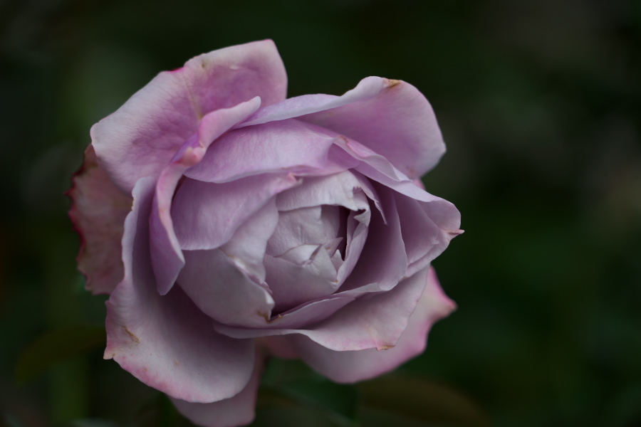 伊奈町 伊奈町町制施行記念公園の秋薔薇3_a0263109_20242816.jpg