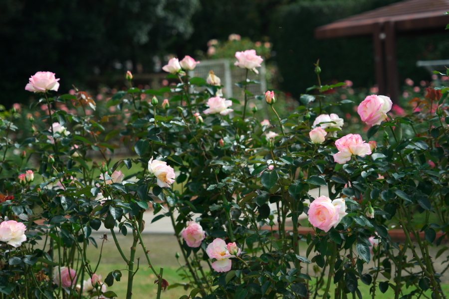 伊奈町 伊奈町町制施行記念公園の秋薔薇3_a0263109_20242827.jpg