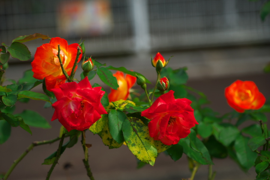 伊奈町 伊奈町町制施行記念公園の秋薔薇3_a0263109_20242855.jpg