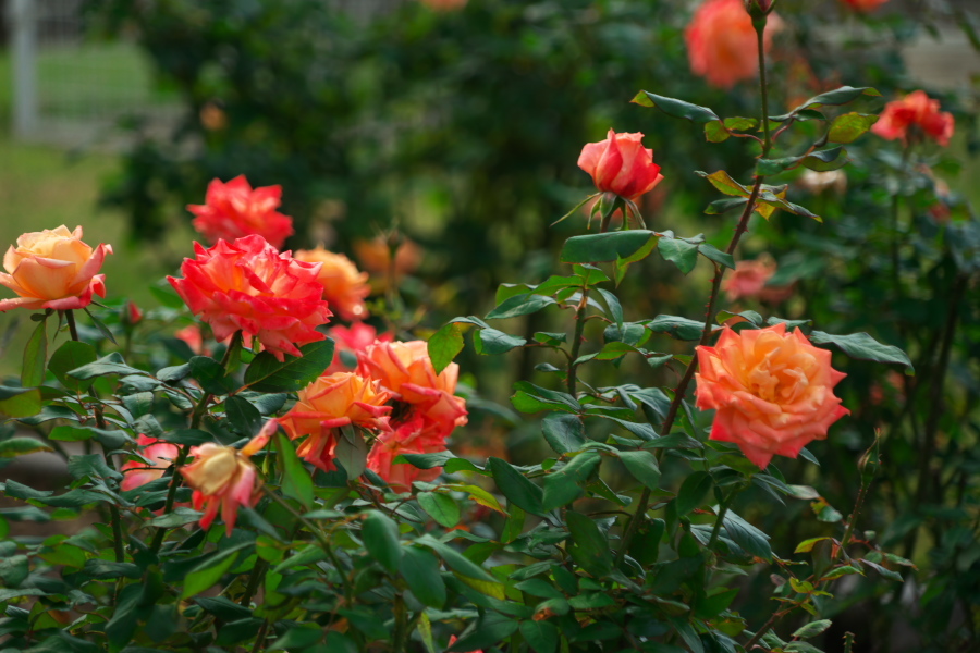 伊奈町 伊奈町町制施行記念公園の秋薔薇3_a0263109_20242869.jpg
