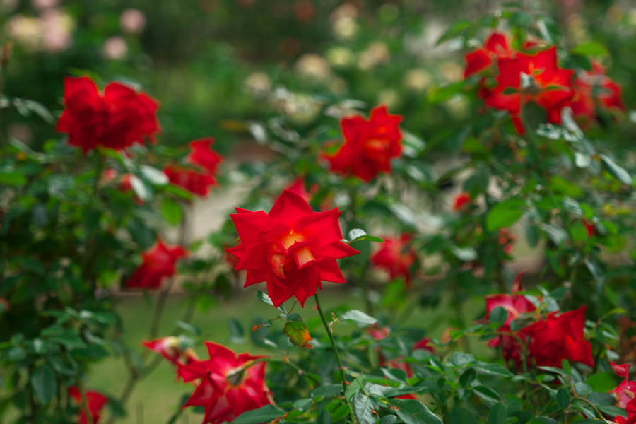 伊奈町 伊奈町町制施行記念公園の秋薔薇3_a0263109_20242898.jpg