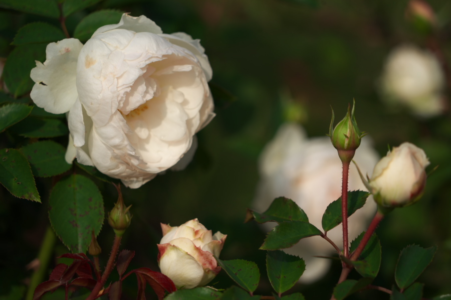 伊奈町 伊奈町町制施行記念公園の秋薔薇3_a0263109_20250218.jpg