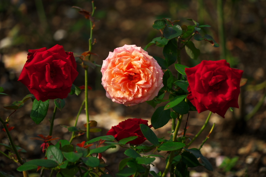 伊奈町 伊奈町町制施行記念公園の秋薔薇3_a0263109_20250219.jpg