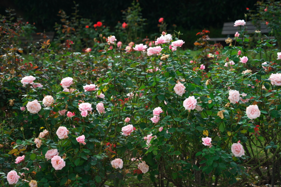 伊奈町 伊奈町町制施行記念公園の秋薔薇3_a0263109_20250280.jpg