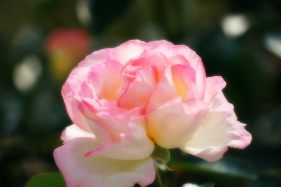 伊奈町 伊奈町町制施行記念公園の秋薔薇3_a0263109_20250282.jpg